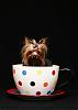 I have teacup yorkies-playing-010_edited-3.jpg