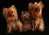 I have teacup yorkies-playing-011_edited-1.jpg