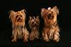 I have teacup yorkies-playing-013_edited-3.jpg