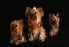 I have teacup yorkies-playing-014_edited-1.jpg