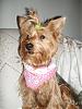 Thank you Yolanda (LuvmyYorkies2) & a few pictures-3-1-08-lexie-her-new-harness.jpg