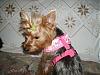 Thank you Yolanda (LuvmyYorkies2) & a few pictures-3-1-08-lexie-looking-sweet-harness.jpg