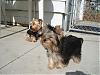 Thank you Yolanda (LuvmyYorkies2) & a few pictures-3-1-08-toby-lucky-enjoying-50s-degree-weather.jpg