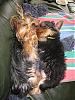 my young couple yorkies.-sleepcouple1-.jpg