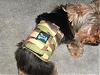 Maverick's new bellybands!!-dsci0156.jpg