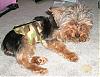 Maverick's new bellybands!!-dsci0162.jpg