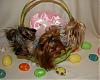 Pia, Paisley and Trixie are getting ready for Easter : )-14-600-x-480-.jpg