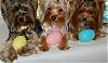 Pia, Paisley and Trixie are getting ready for Easter : )-17-600-x-349-.jpg