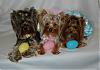 Pia, Paisley and Trixie are getting ready for Easter : )-18-600-x-419-.jpg