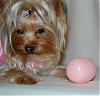 Pia, Paisley and Trixie are getting ready for Easter : )-7-600-x-574-.jpg