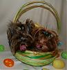 Pia, Paisley and Trixie are getting ready for Easter : )-15-581-x-600-.jpg