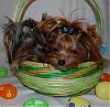 Pia, Paisley and Trixie are getting ready for Easter : )-20-600-x-584-.jpg