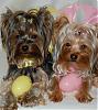 Pia, Paisley and Trixie are getting ready for Easter : )-16-533-x-600-.jpg