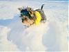 Got Snow?-100_3120.jpg