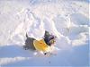 Got Snow?-100_3124.jpg