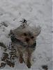 Snow Play-sophie-snow-babe.jpg