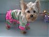 Post a pic of your favorite outfit on your furbaby-molly-jumper.jpg