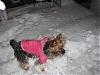 Mika's first snow-mika-snow.jpg