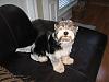 Just some cute pictures to share-my-furkids-037.jpg