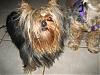 Juju-After Bath-Before Combing...-rsz1187.jpg