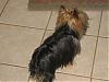 Juju-After Bath-Before Combing...-rsz1176.jpg