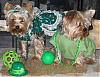Let's see those St. Patrick's outfits ...-patrick8.jpg