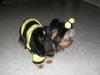 Here's Gracie's Halloween costume!!-heather-008.jpg