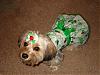 Gracie in her St. Pattys/Birthday Dress!!-dsc01634.jpg