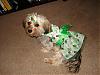 Gracie in her St. Pattys/Birthday Dress!!-dsc01638.jpg