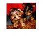 Yankee and Blossom's Very first photo.-ebay1-075.jpg