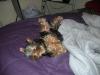 Is your pup a bum?? Pictures!!!-heather-002.jpg