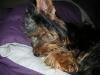 Is your pup a bum?? Pictures!!!-heather-006.jpg