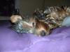 Is your pup a bum?? Pictures!!!-heather-007.jpg