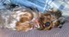 Is your pup a bum?? Pictures!!!-sleepy-gucci-5-july-22.jpg