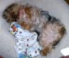 Is your pup a bum?? Pictures!!!-sleeping-beauty-gucci.jpg