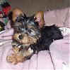 Reggies Miracle Girls Are Almost 2!!!-destiny-puppy-10wks.jpg