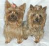 My  Yorkie Boys Andy and Toby-boys2.jpg