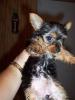 Female Yorkie-000_0518-360-x-480-.jpg