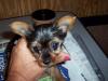 Female Yorkie-000_0558-600-x-450-.jpg
