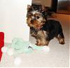 MeiLing had a bath tonight...-crdsc04620-vi.jpg