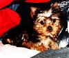 MeiLing had a bath tonight...-crdsc04657-vi.jpg