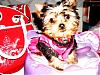 MeiLing had a bath tonight...-crdsc04596-vi.jpg