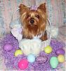 HAPPY EASTER from all my babies!-easter-lacy.jpg