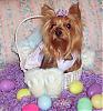 HAPPY EASTER from all my babies!-easter-lacy2.jpg