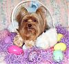 HAPPY EASTER from all my babies!-rylie-easter.jpg