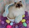 HAPPY EASTER from all my babies!-easter-sophie.jpg