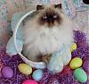 HAPPY EASTER from all my babies!-easter-sophie2.jpg