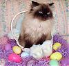 HAPPY EASTER from all my babies!-kira-easter2.jpg