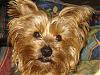 Anmaco Yorkies - UK-marnie-5-days-016.jpg