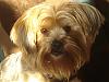 Anmaco Yorkies - UK-december-087.jpg